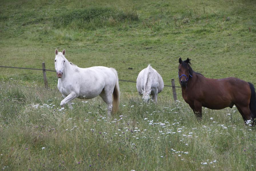 Chevaux